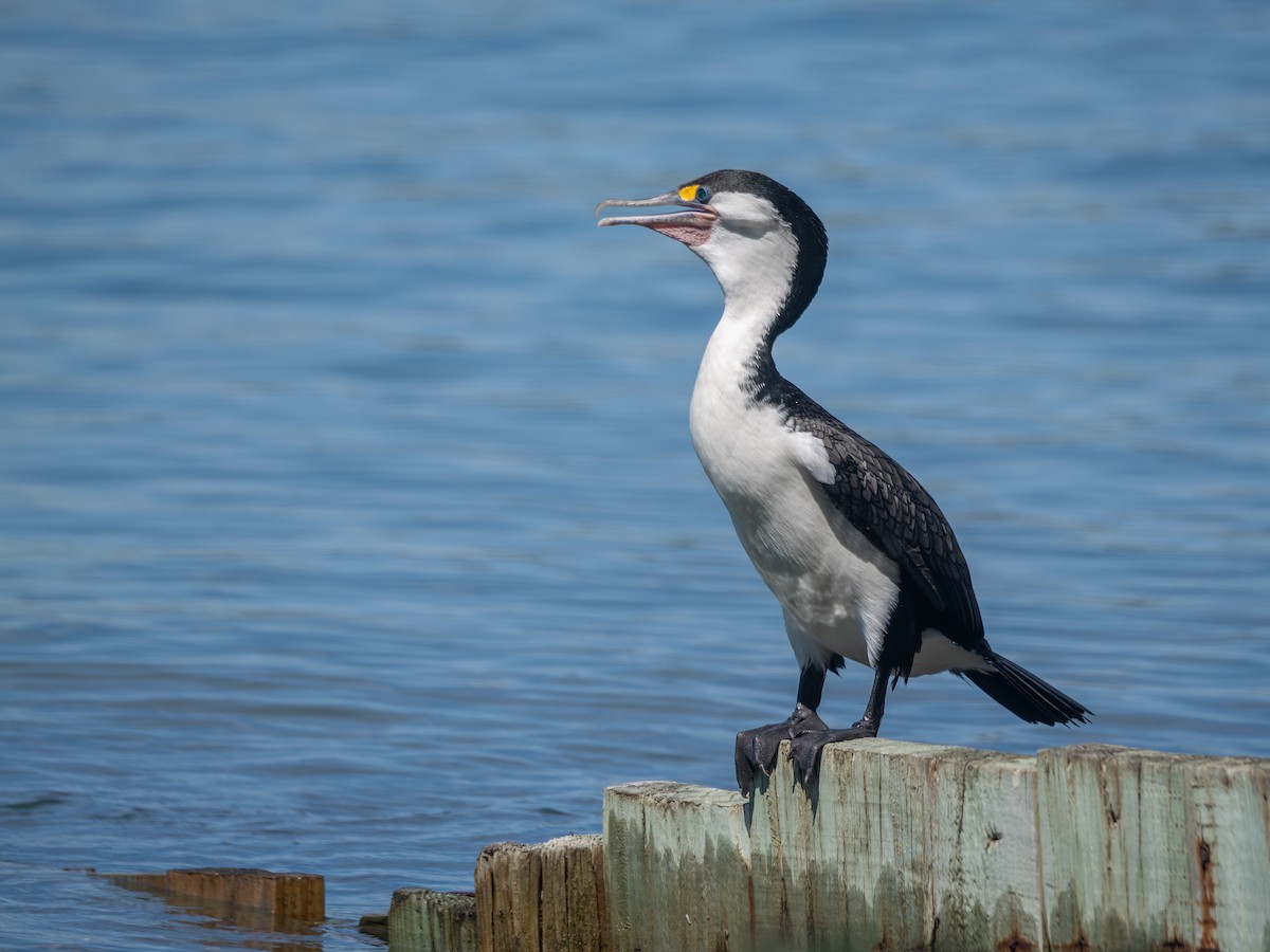 Elsterscharbe - ML646545492