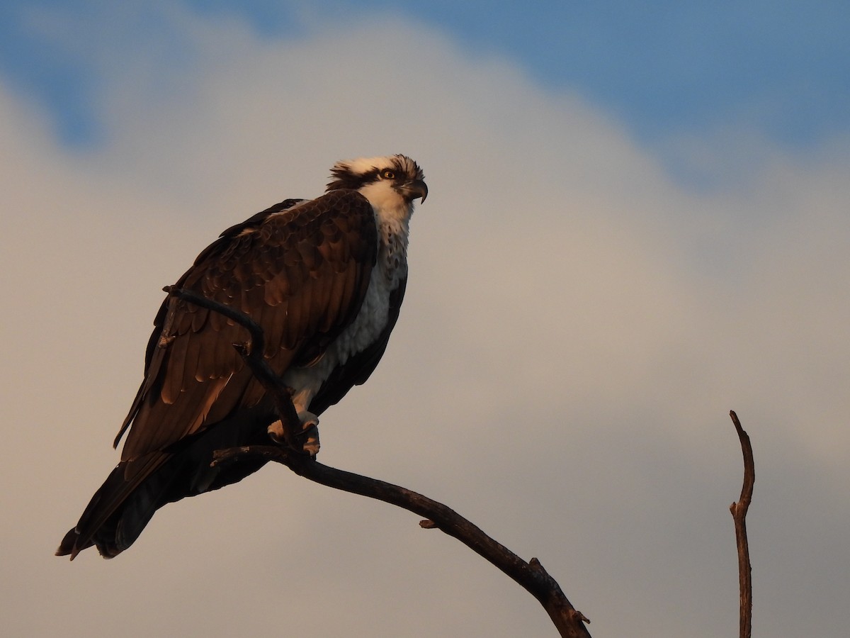 Osprey - ML646545493