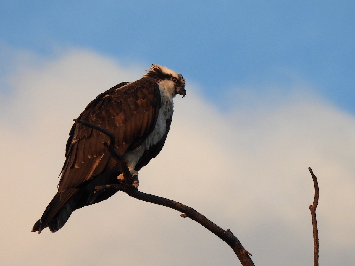 Osprey - ML646545494