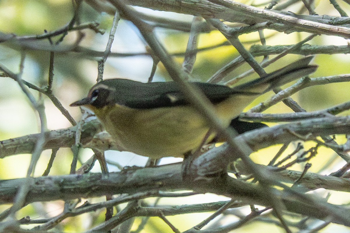 סבכון שחור-גרון - ML646545495