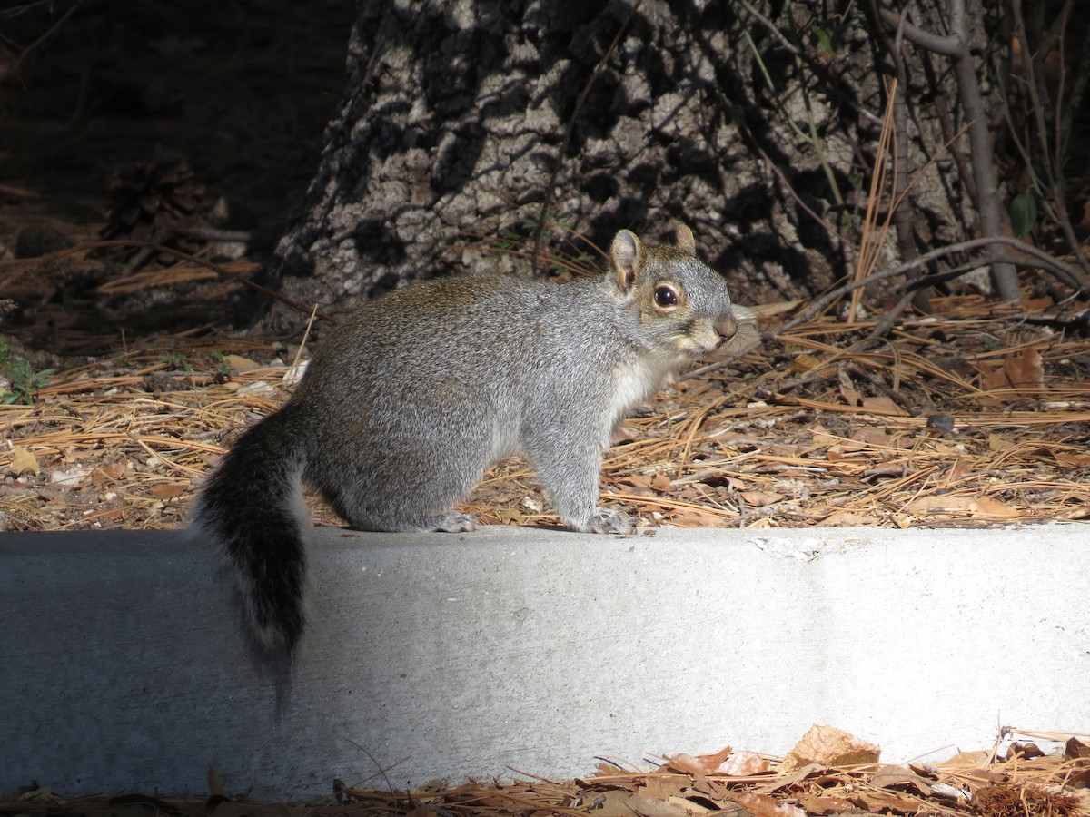 Arizona Gray Squirrel - ML646545496