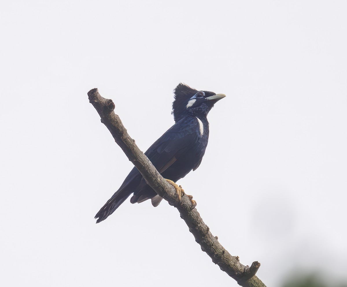 Seram Çiğdecisi - ML646545497