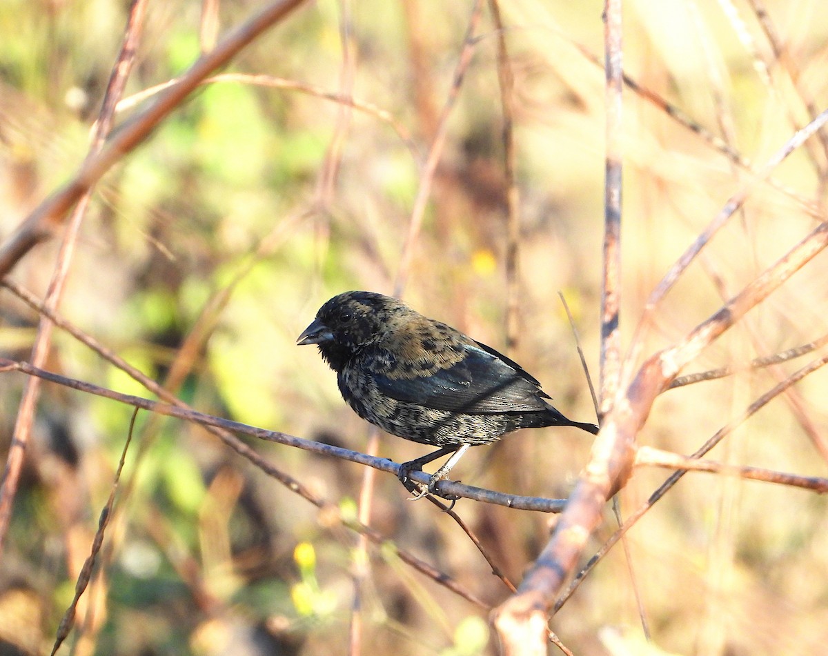 Blue-black Grassquit - ML646545499