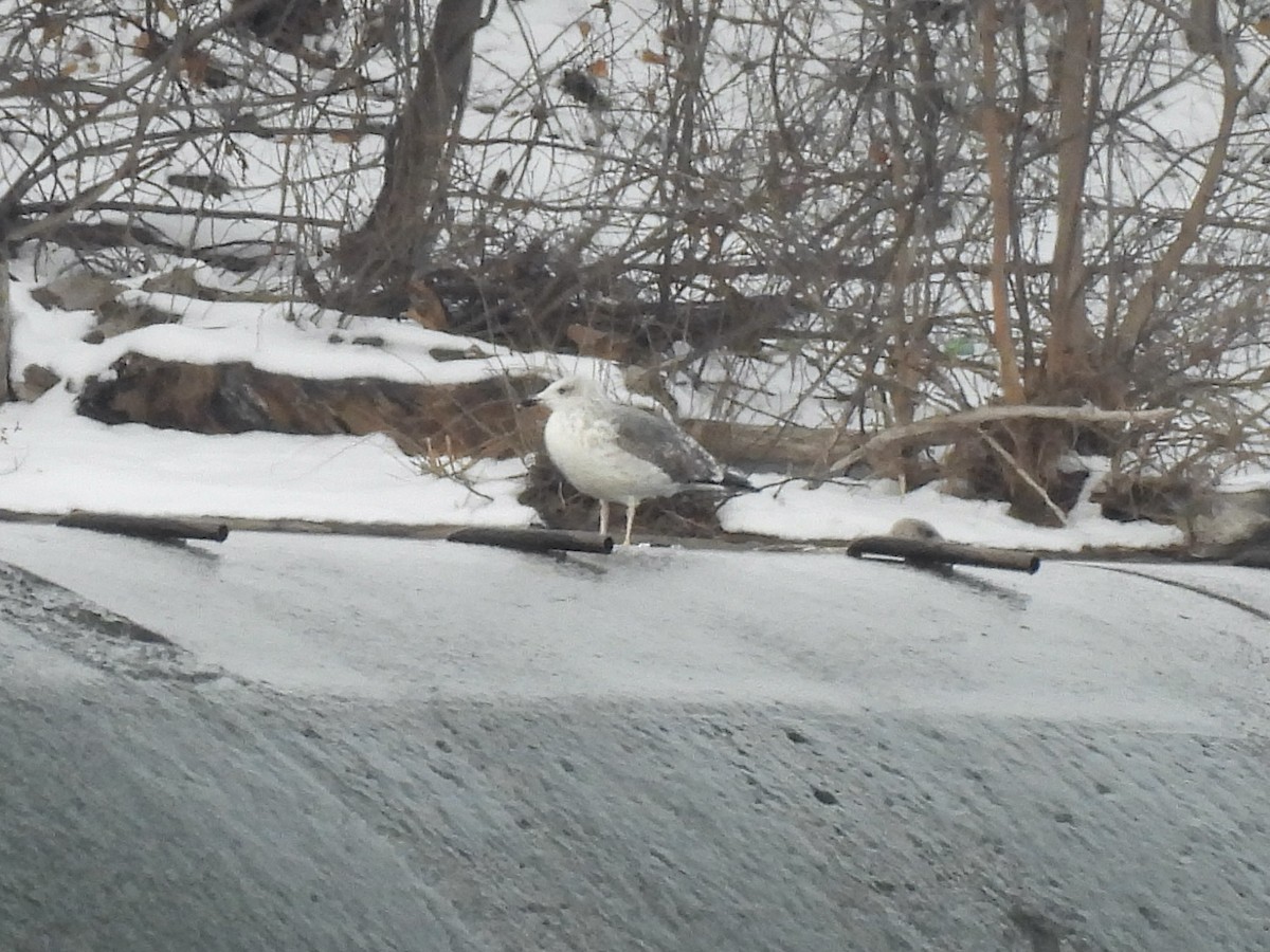 Lesser Black-backed Gull - ML646545500