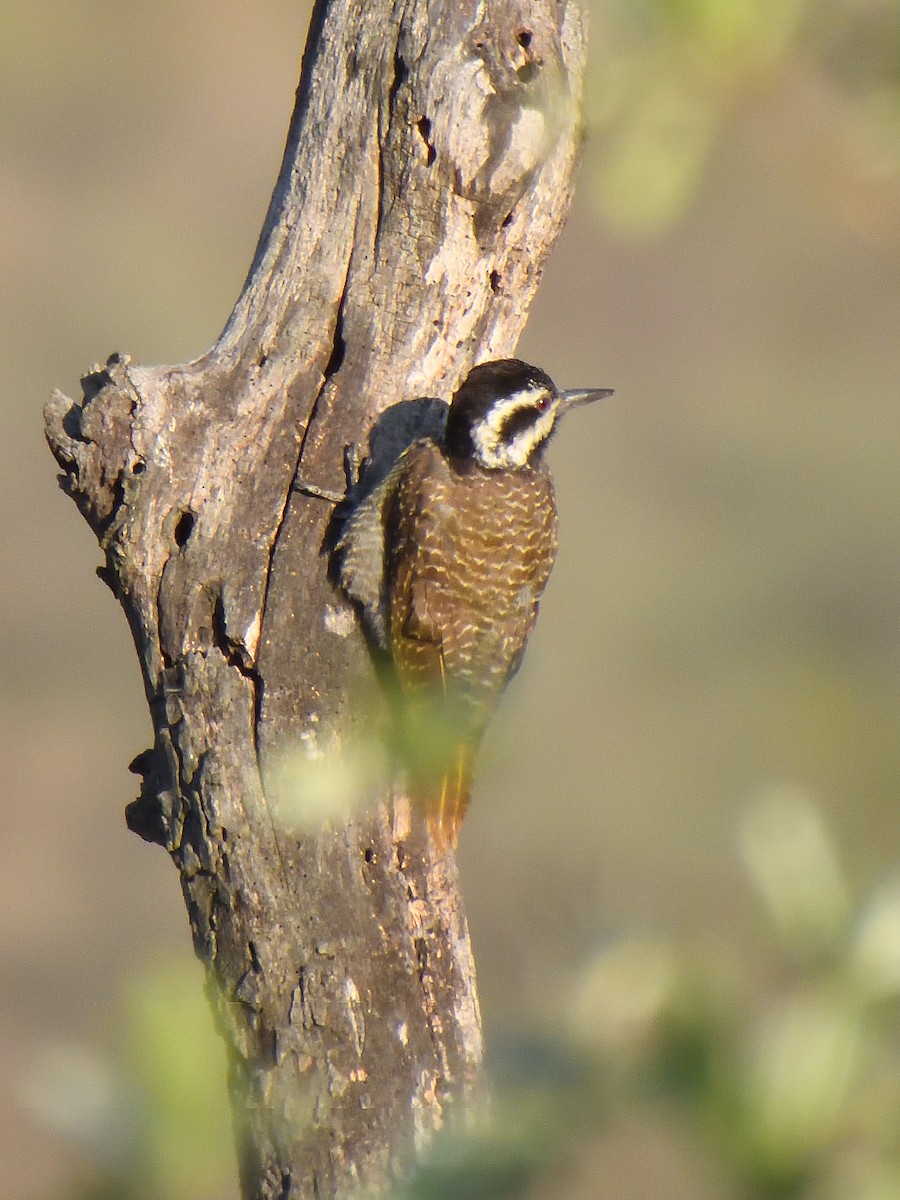 Bearded Woodpecker - ML646545502