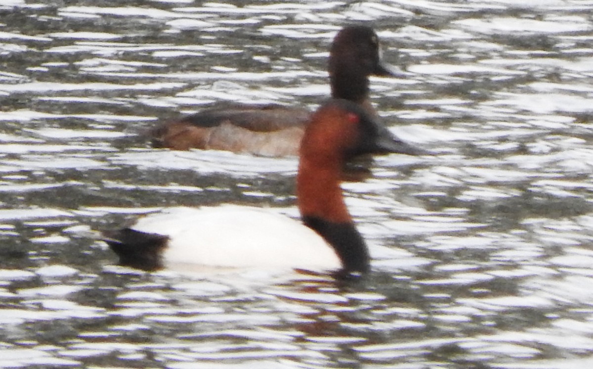 Canvasback - ML646545506
