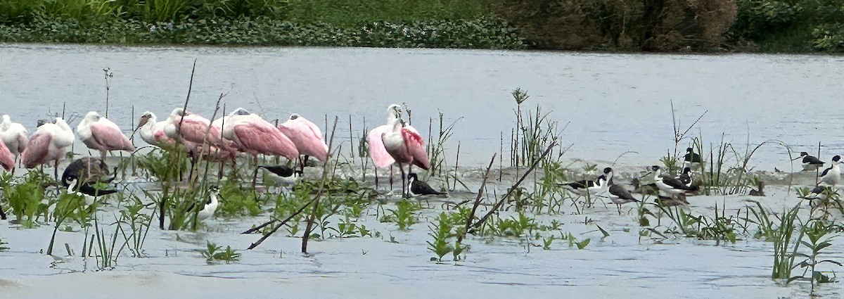 Espátula Rosada - ML646545508