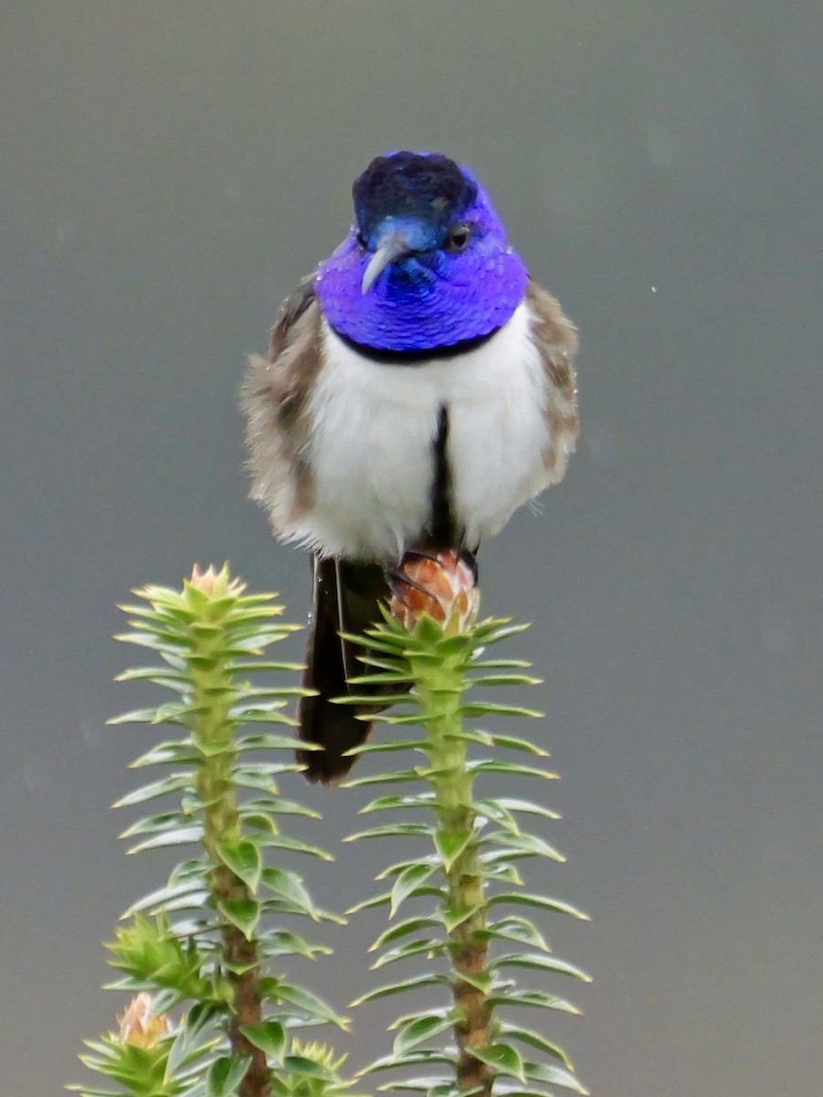 Ecuadorian Hillstar - ML646545517