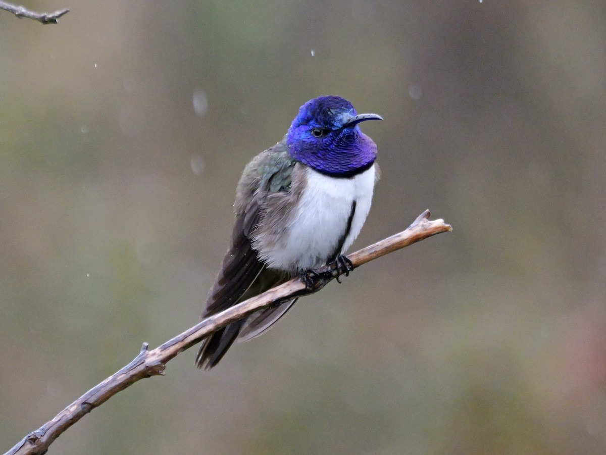 Ecuadorian Hillstar - ML646545518