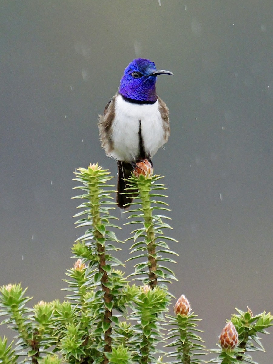 Ecuadorian Hillstar - ML646545519