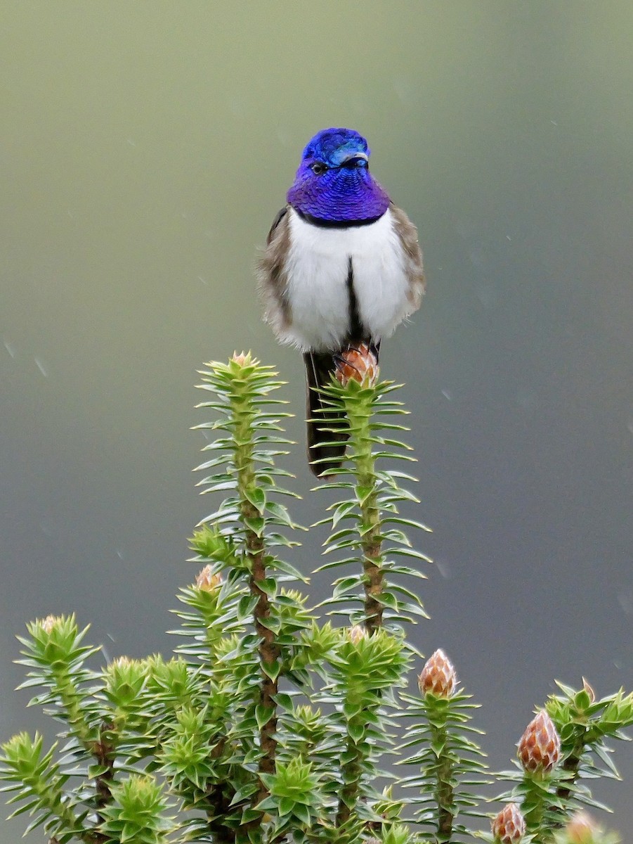 Ecuadorian Hillstar - ML646545520