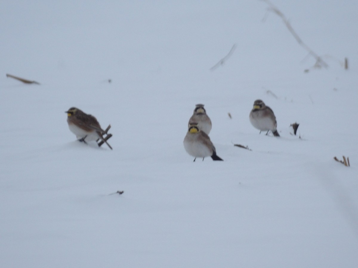 Рогатый жаворонок - ML646545522