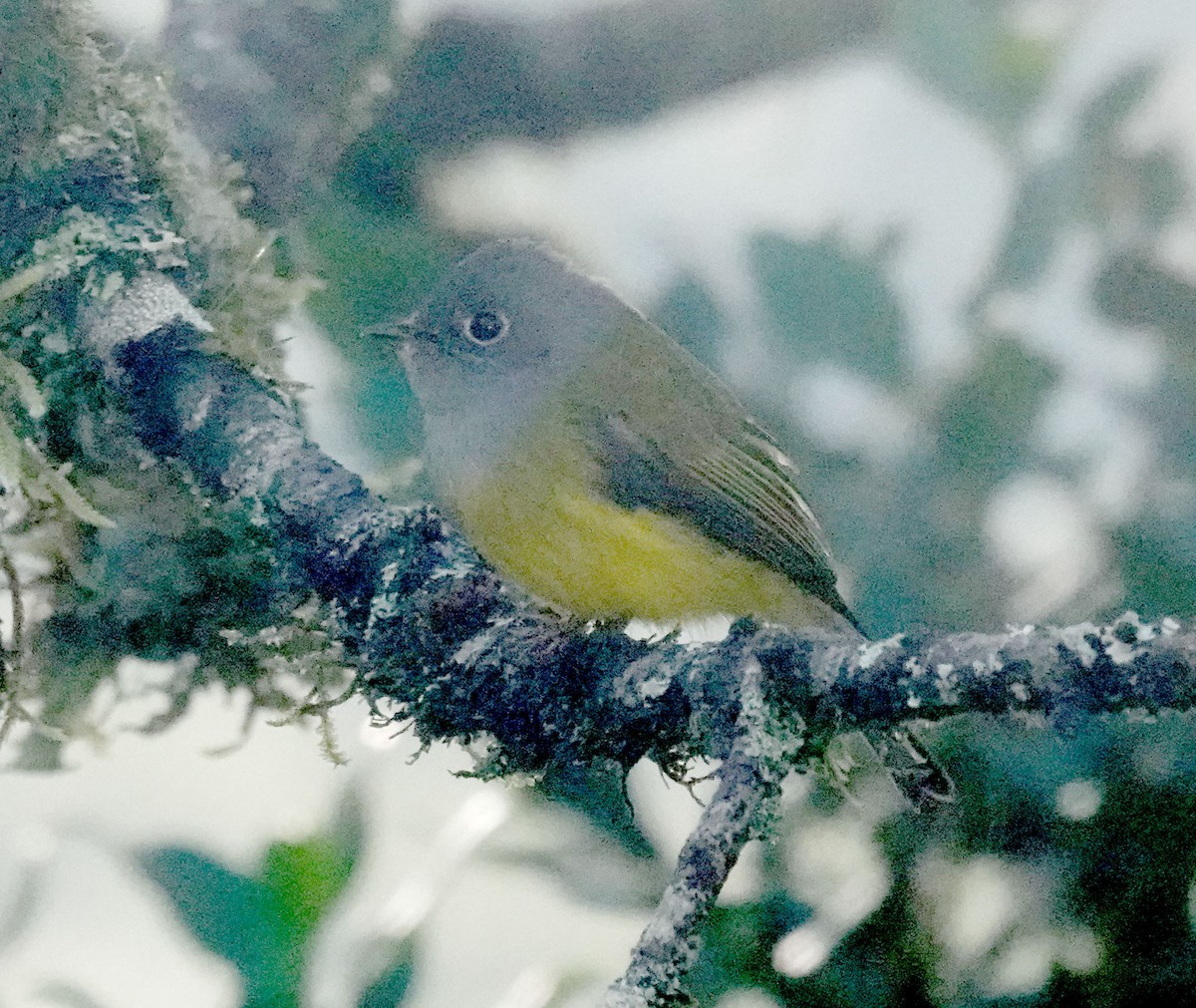 方尾鶲 - ML646545530