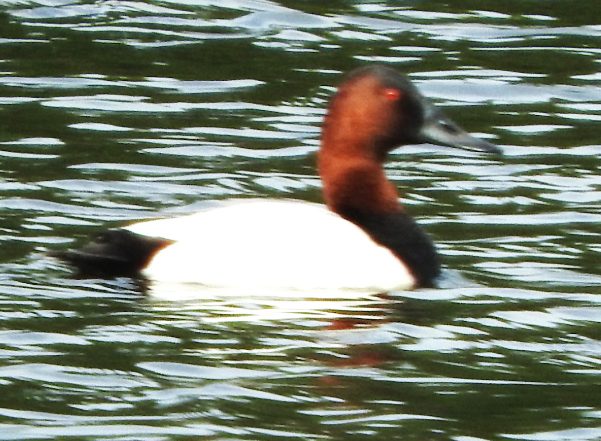 Canvasback - ML646545532