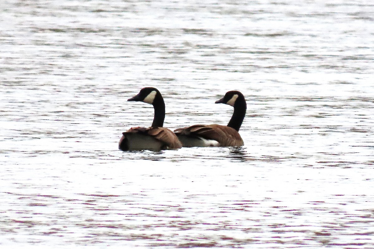 Canada Goose - ML646545540