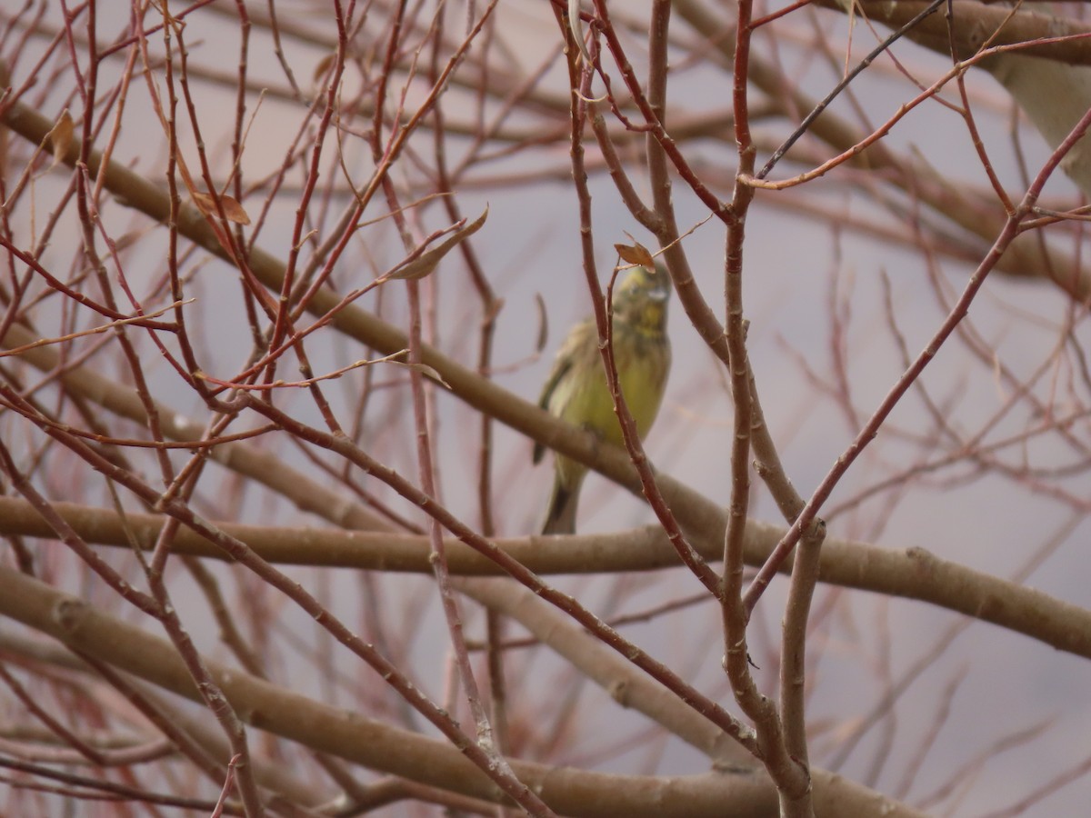 Yellowhammer - ML646545542