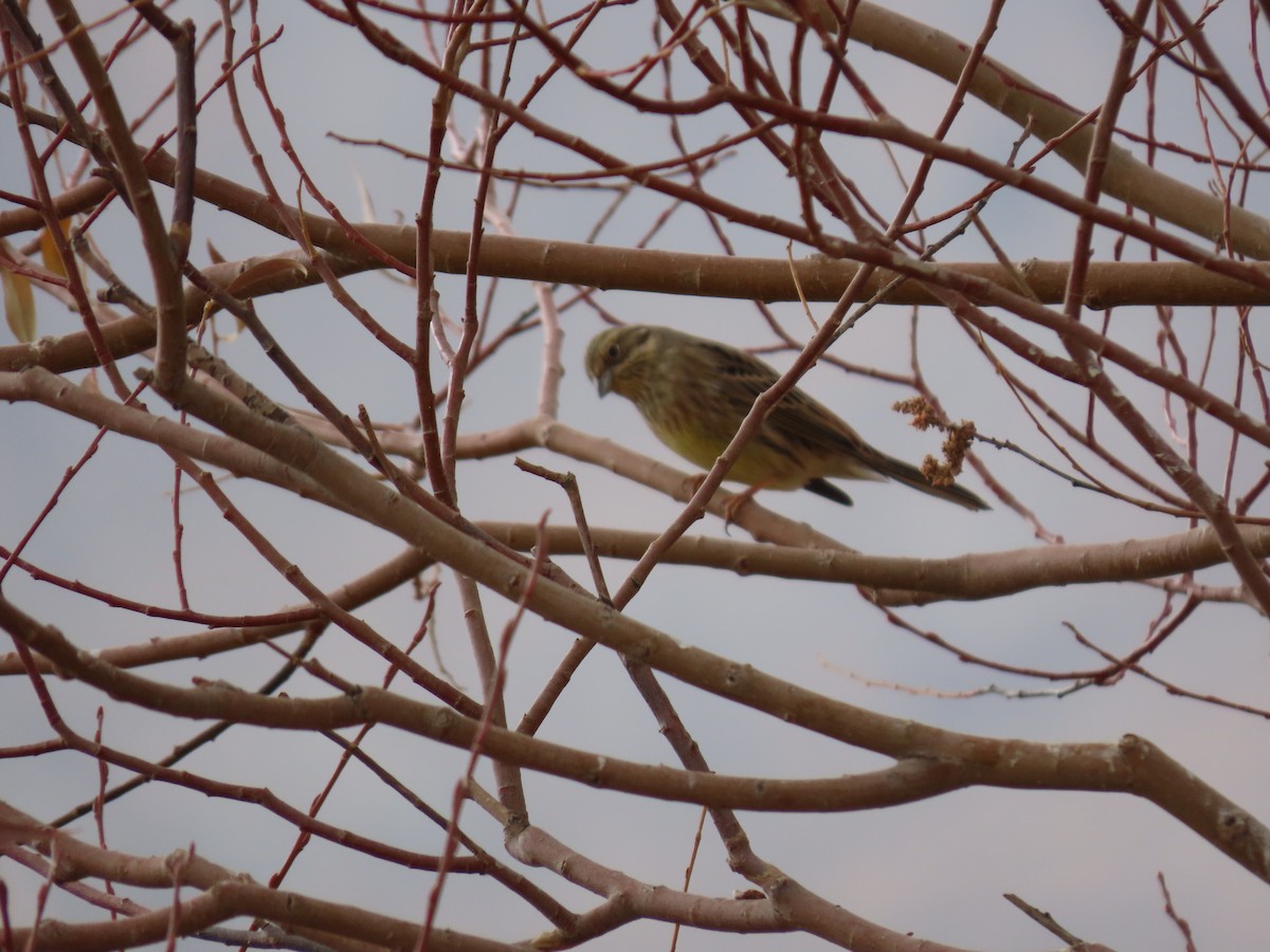 Yellowhammer - ML646545543