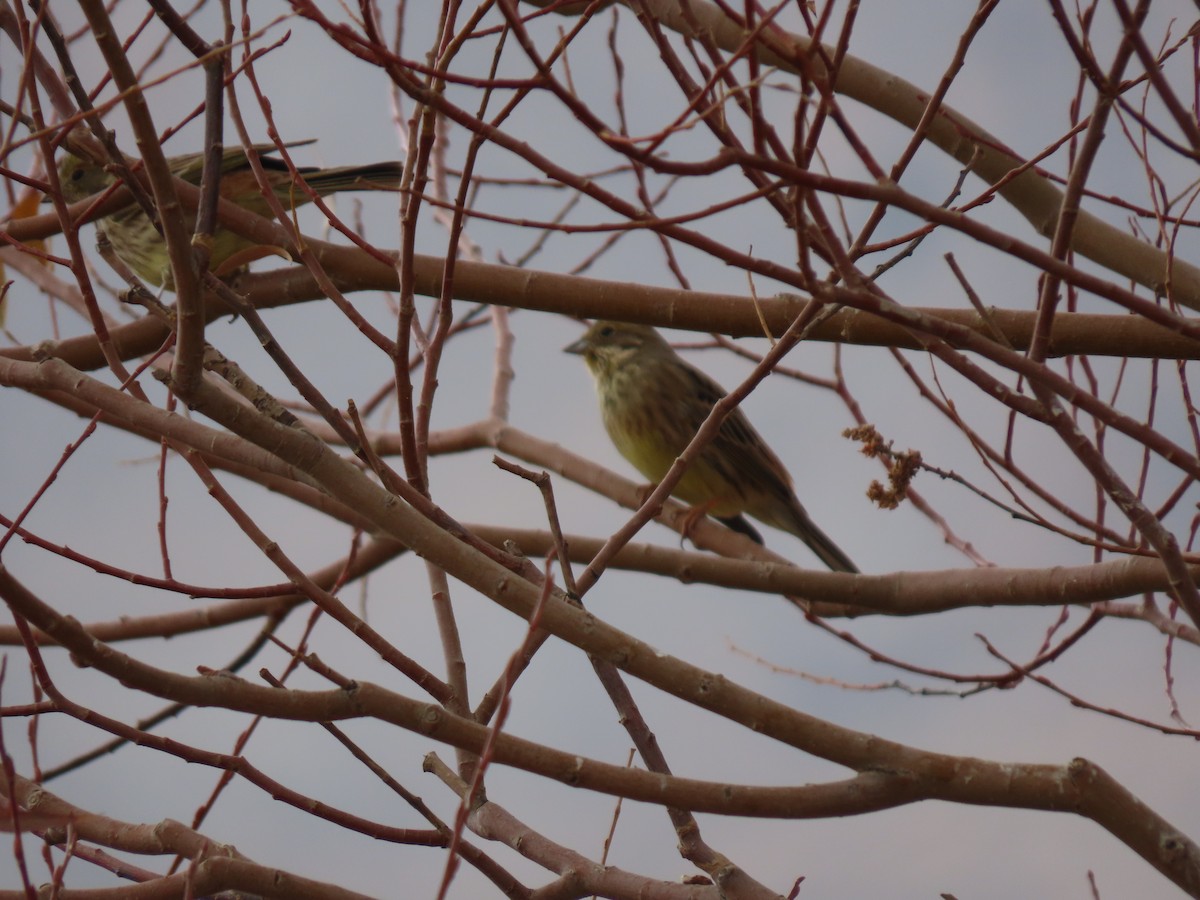 Yellowhammer - ML646545544