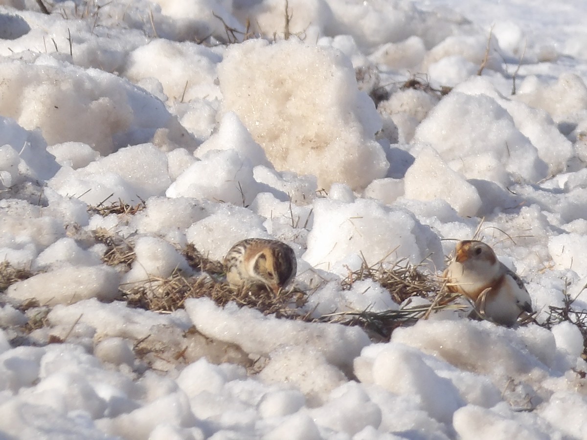 Лапландский подорожник - ML646545545