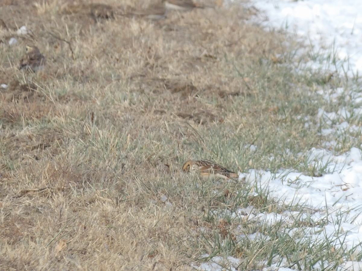 Лапландский подорожник - ML646545546