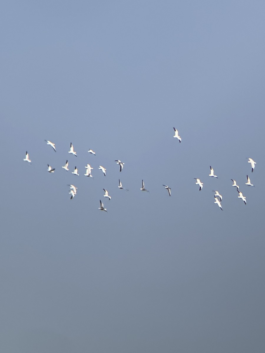 Snow Goose - ML646545550