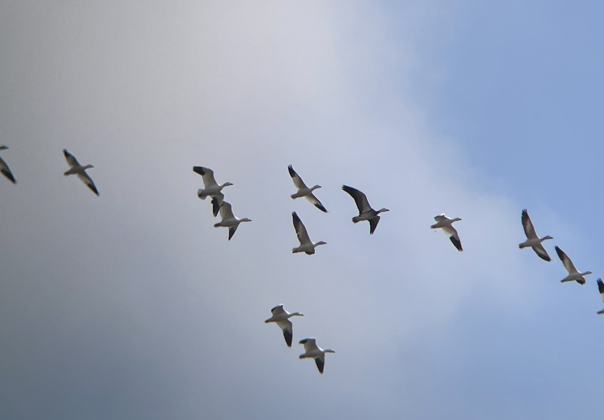 Snow Goose - ML646545551