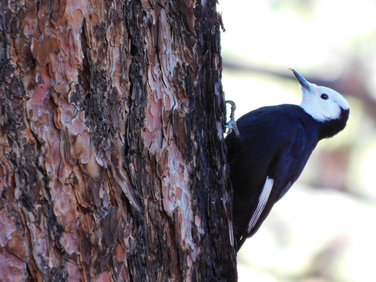 hvithodespett - ML646545553