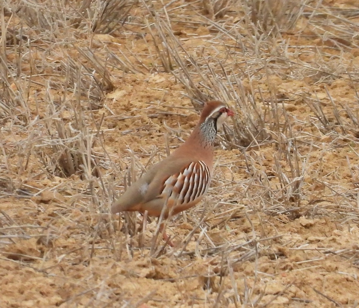 Red-legged Partridge - ML646545554