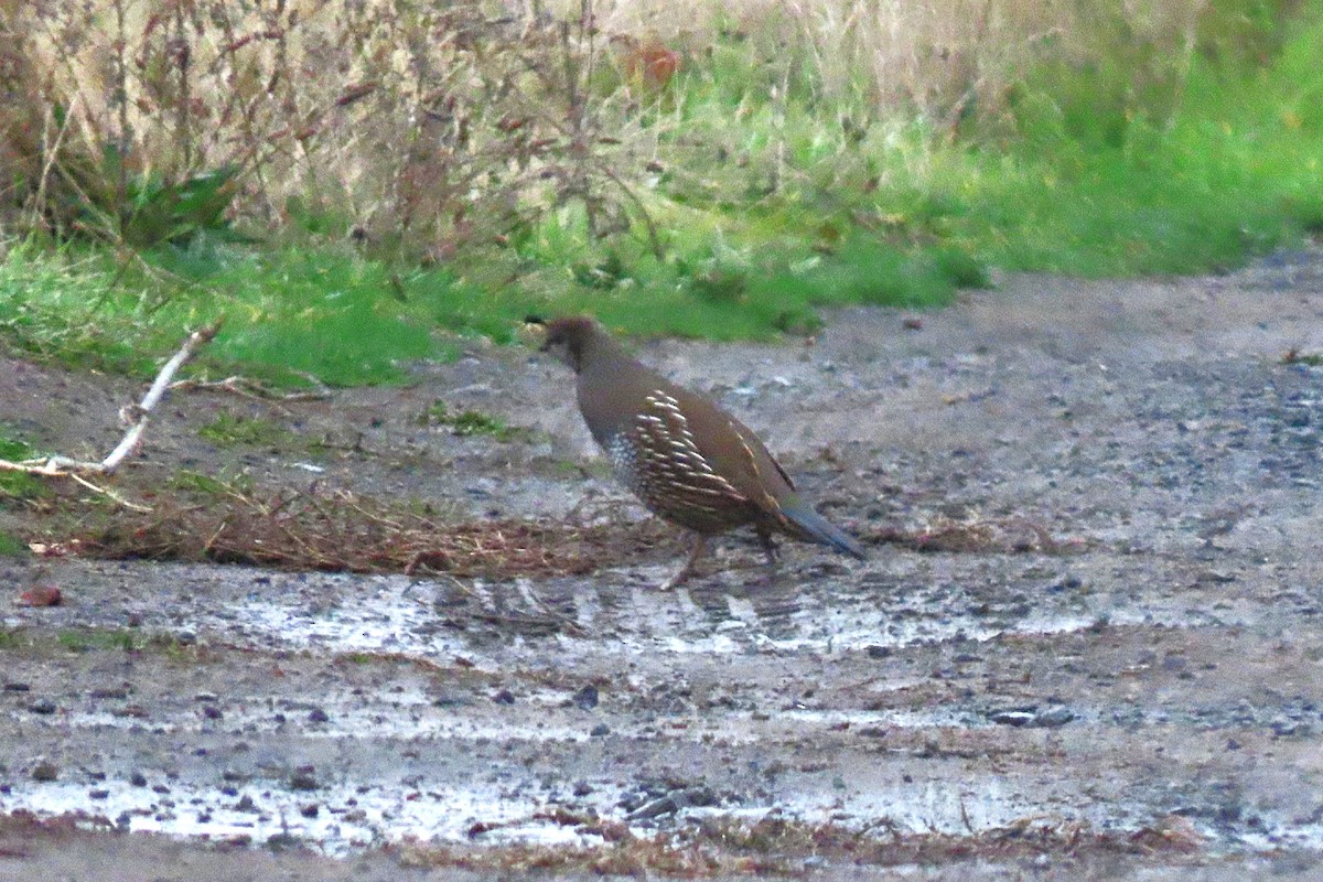 California Quail - ML646545555