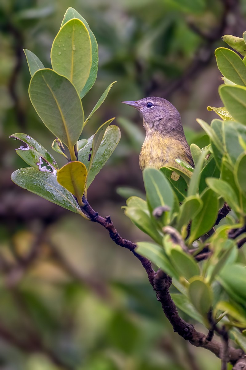 Orange-crowned Warbler - ML646545556