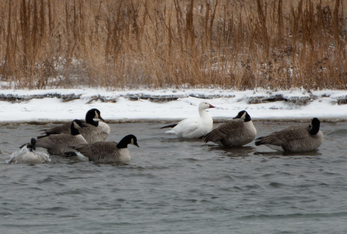 Oca delle nevi - ML646545557