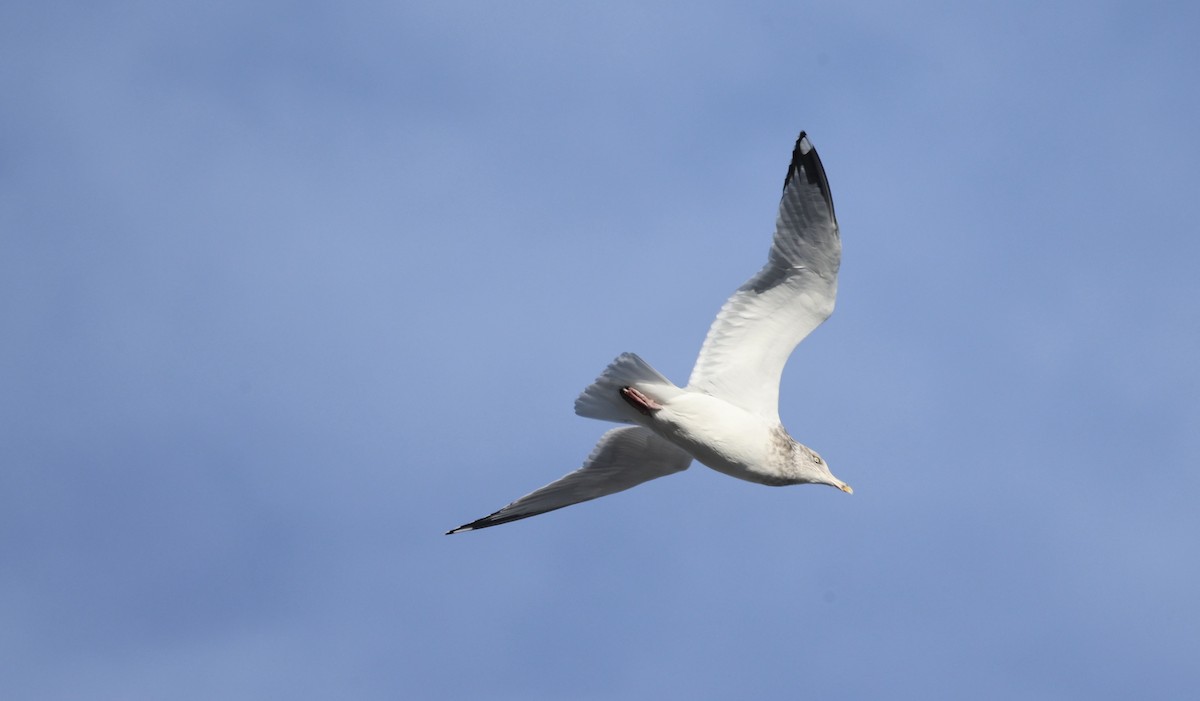 racek sp. - ML646545559