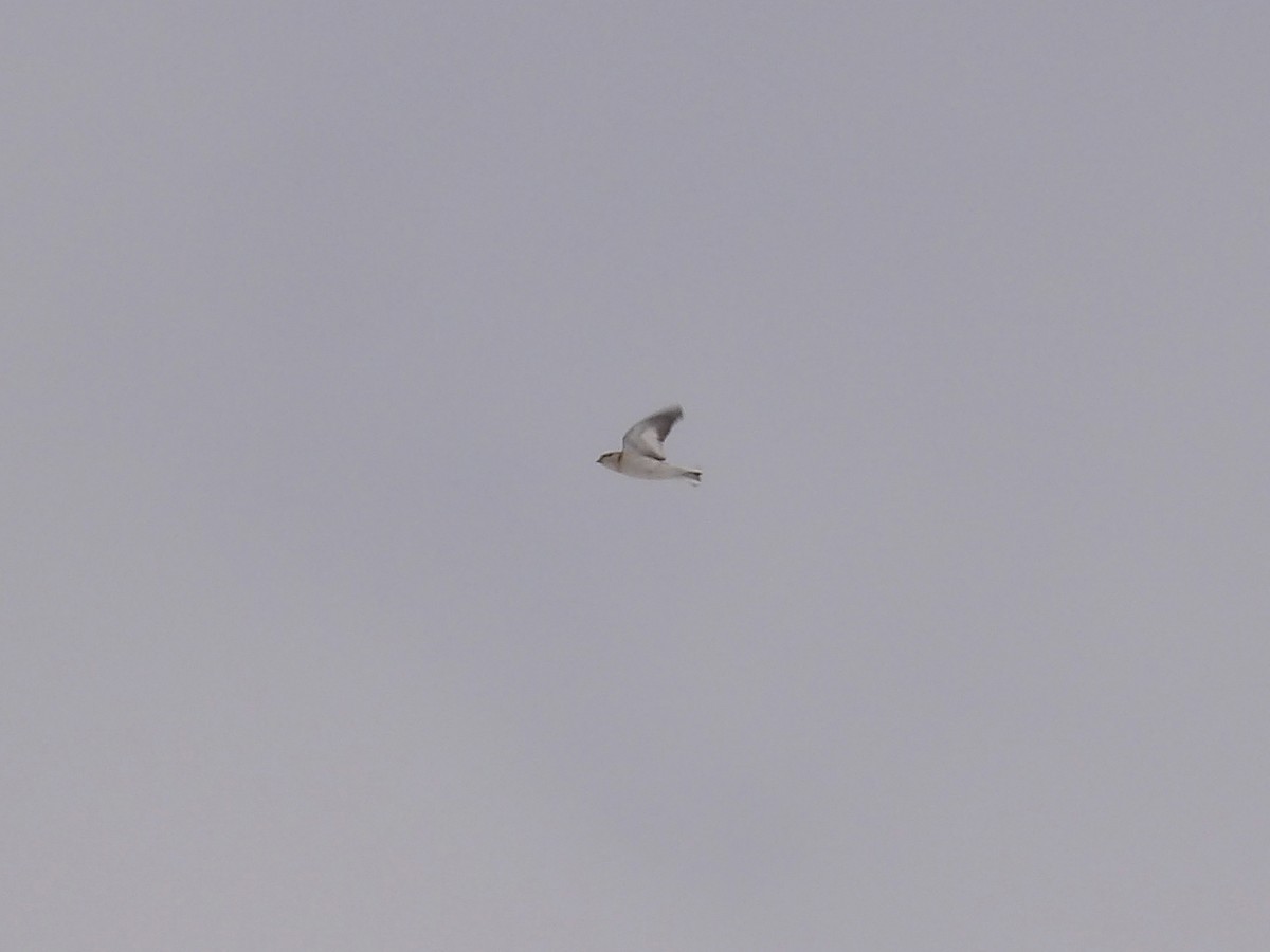 Пуночка - ML646545560