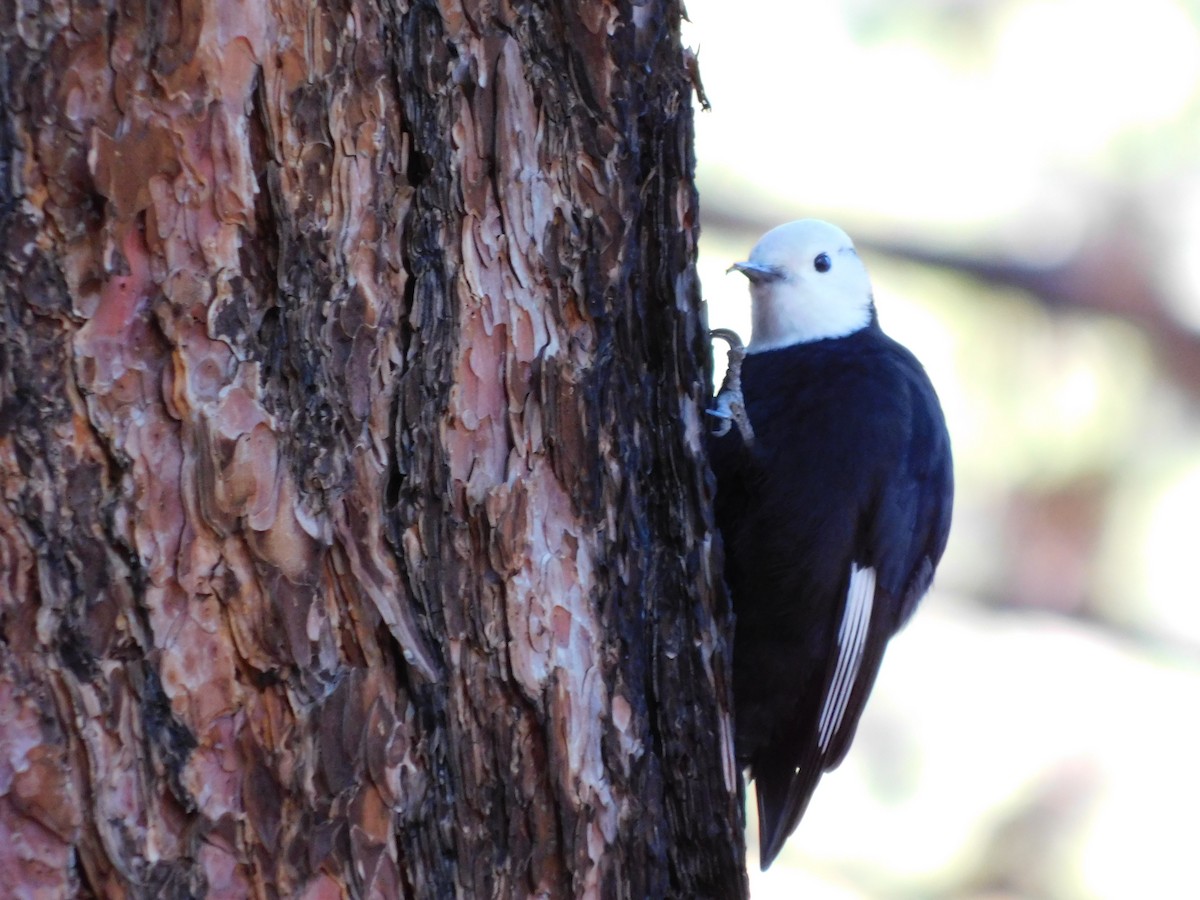 hvithodespett - ML646545561