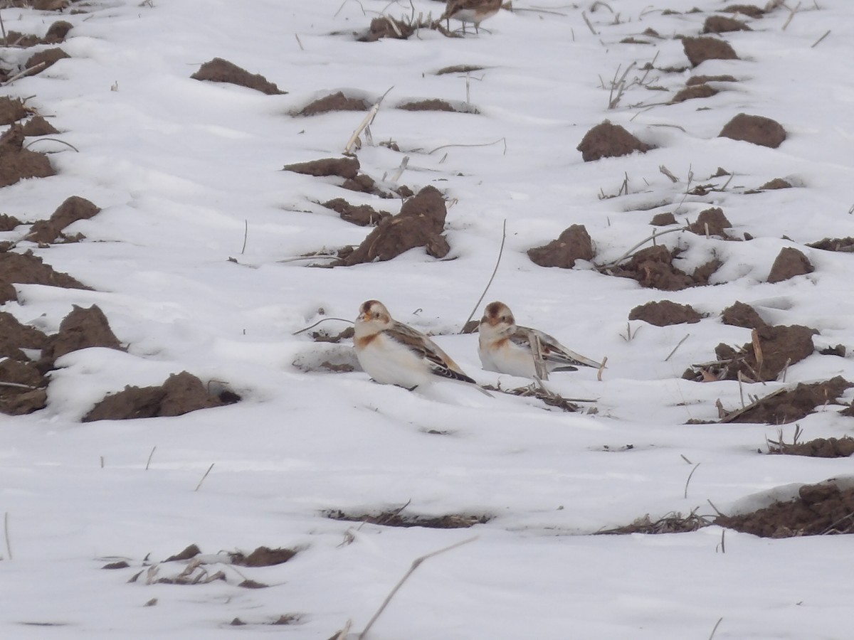 Пуночка - ML646545562