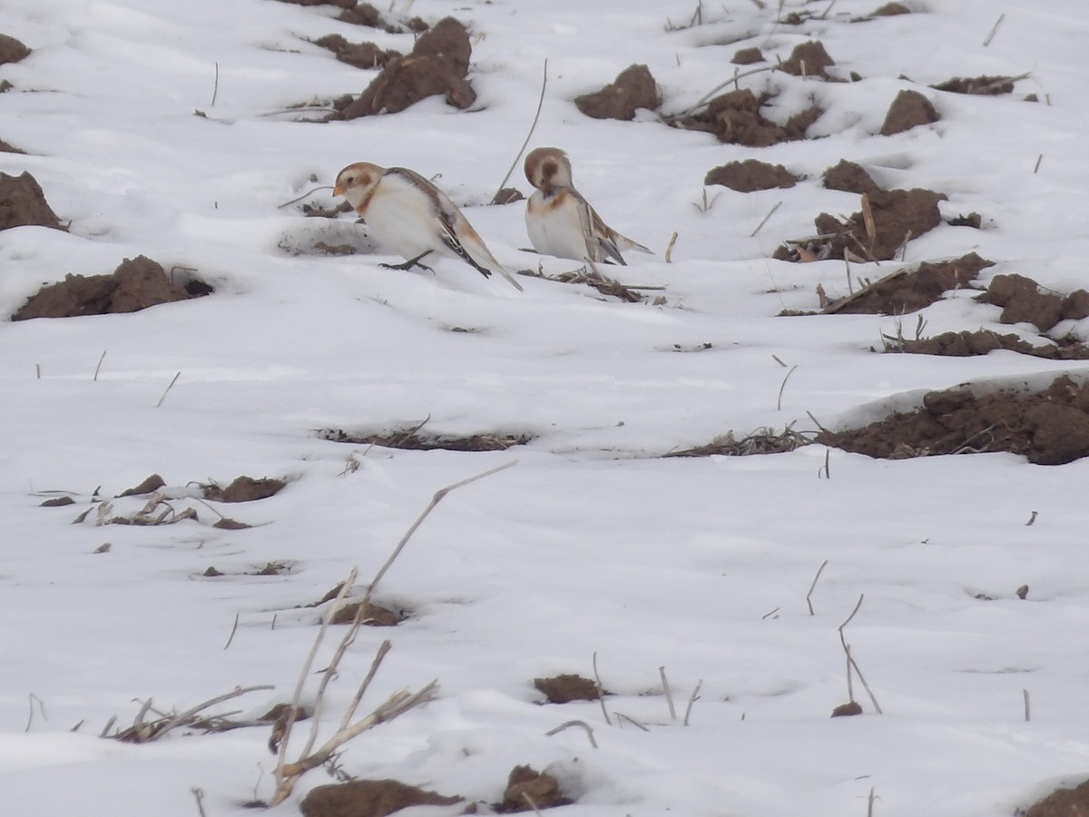 Пуночка - ML646545563