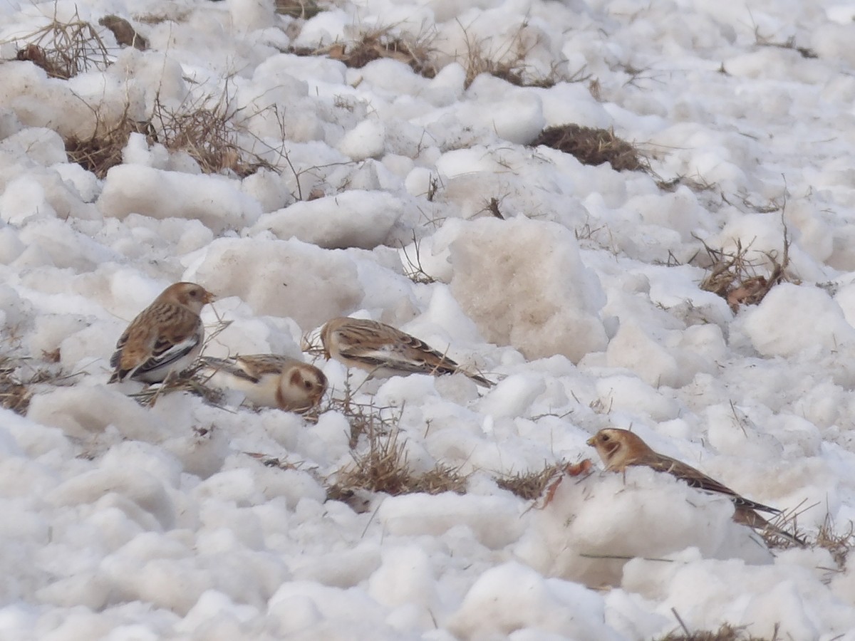 Пуночка - ML646545564