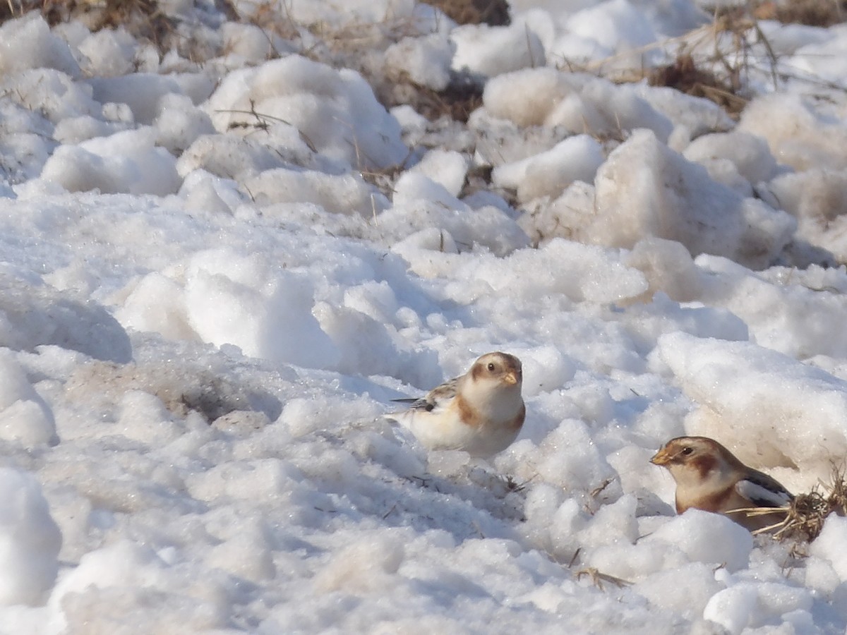 Пуночка - ML646545565