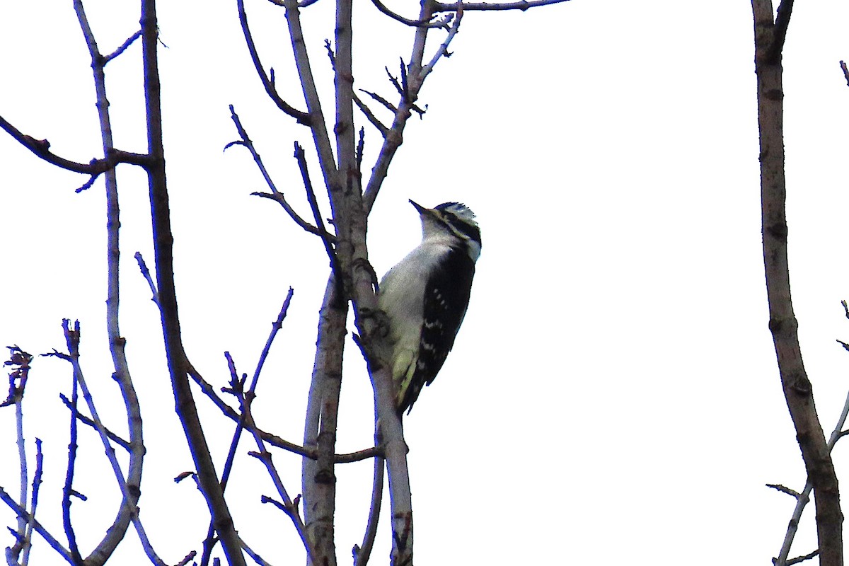 Downy Woodpecker - ML646545566