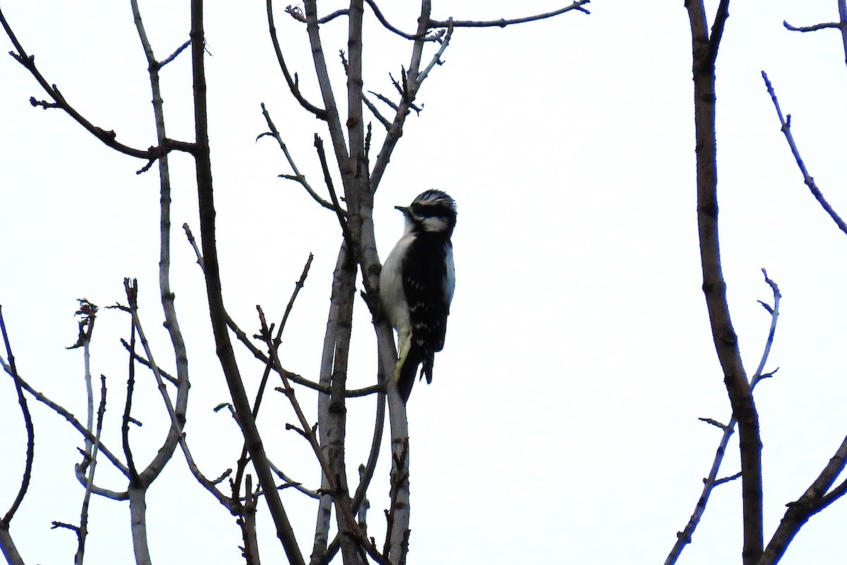Downy Woodpecker - ML646545567