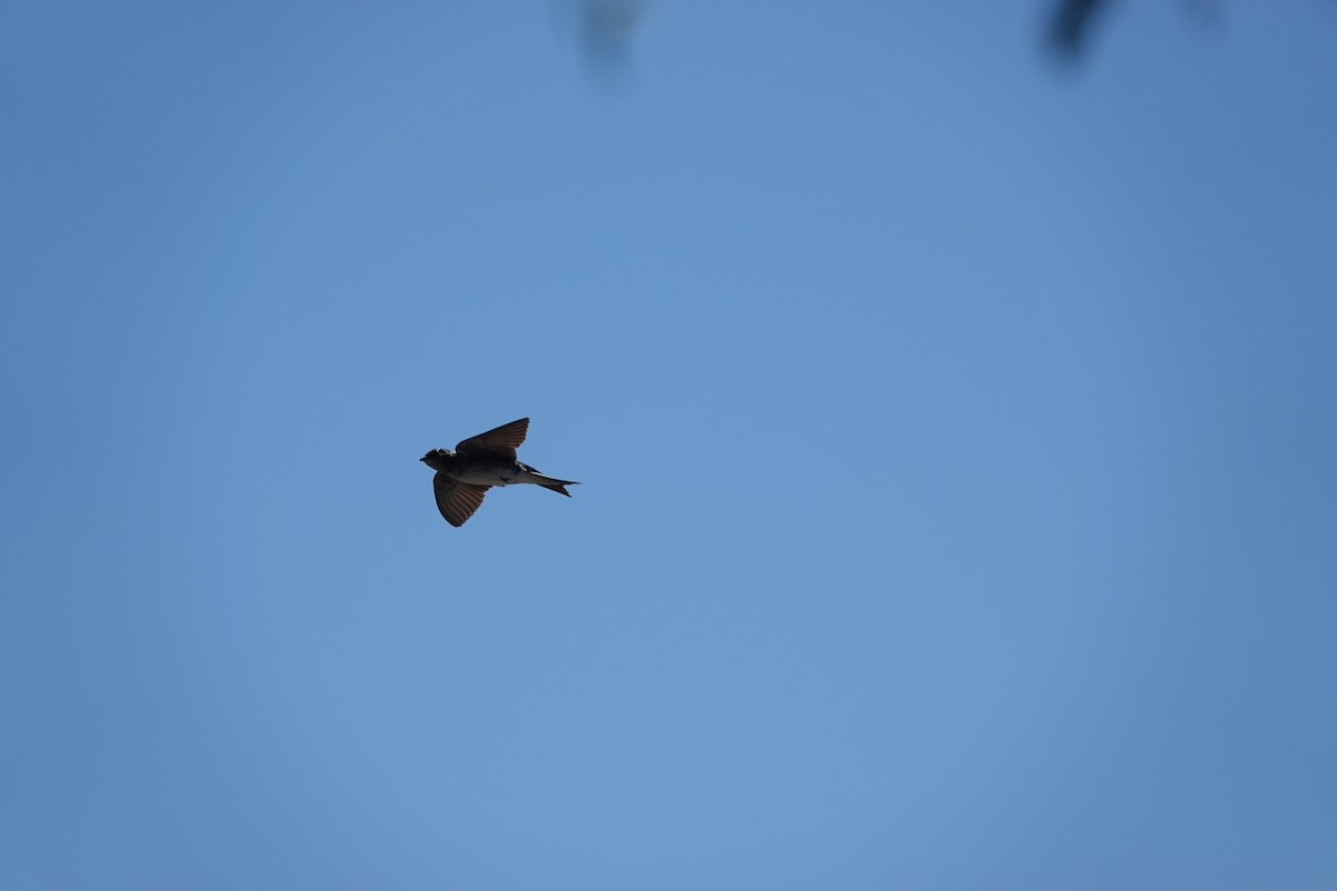 Gray-breasted Martin - ML646545568