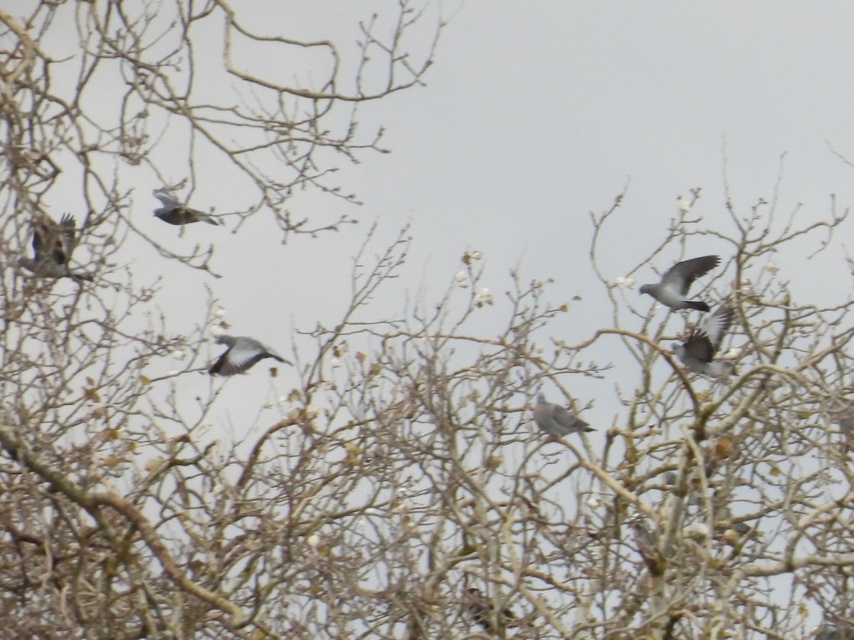 Stock Dove - ML646545569