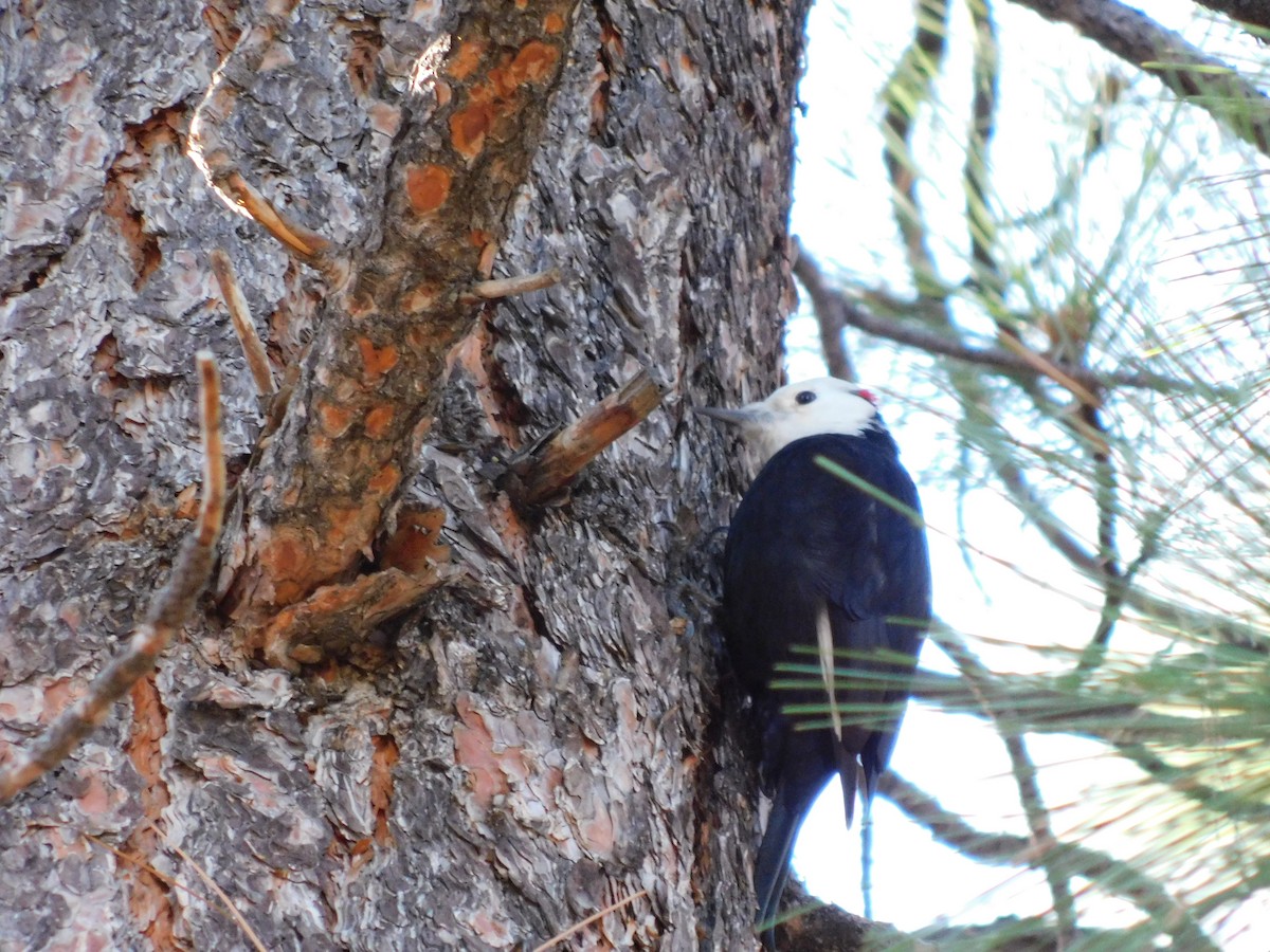 hvithodespett - ML646545570