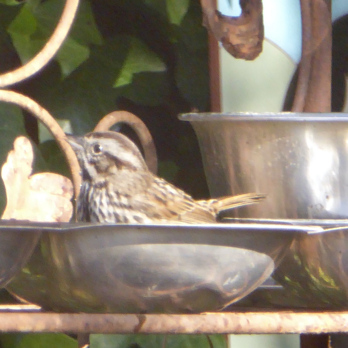Song Sparrow - ML646545575