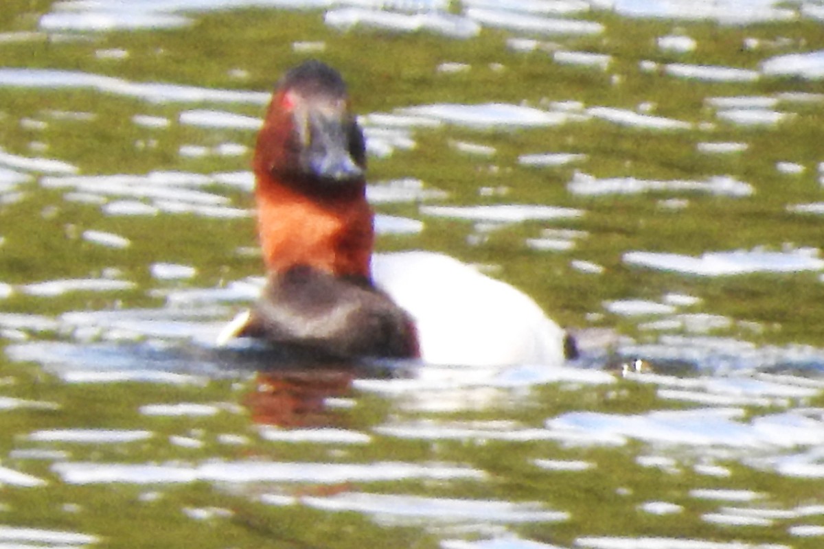 Canvasback - ML646545576