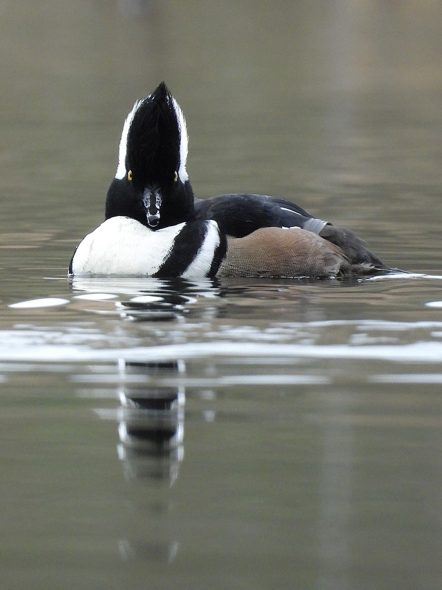 Hooded Merganser - ML646545578