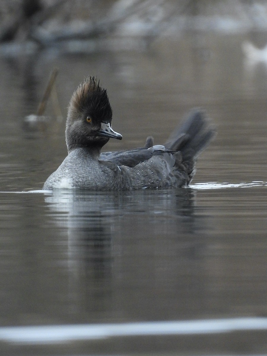 Hooded Merganser - ML646545579