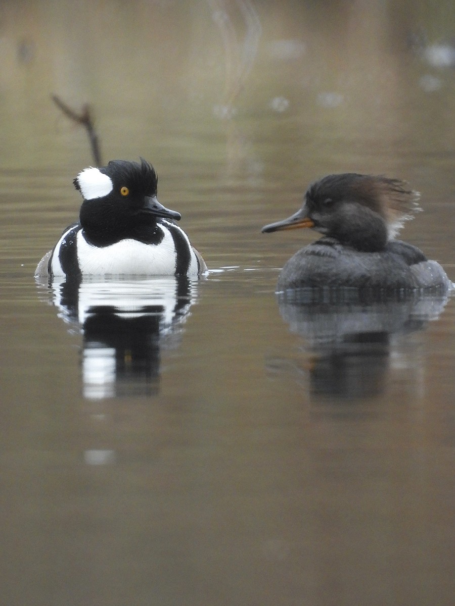Hooded Merganser - ML646545580