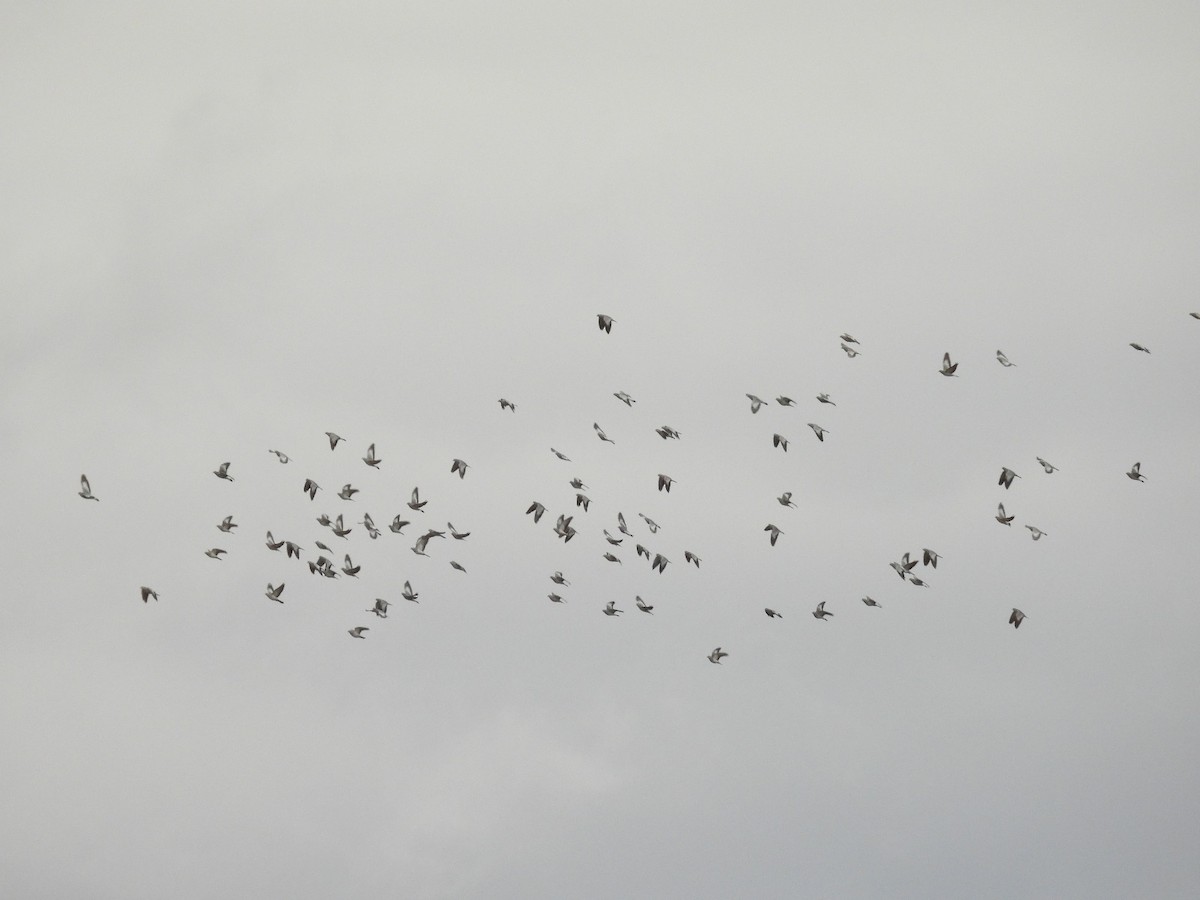 Stock Dove - ML646545585