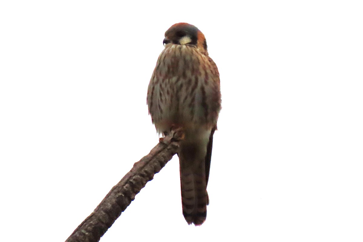 American Kestrel - ML646545586